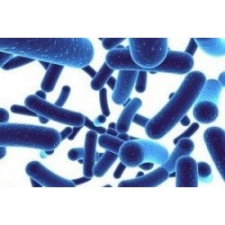 Bifidobacteria and our health