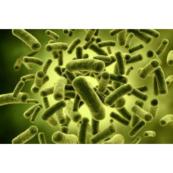 What is a Probiotic?